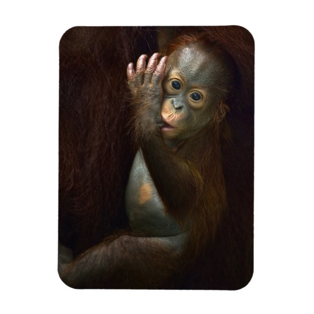 Ímã Orangutan (Vertical)