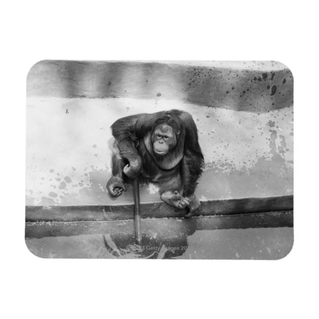 Ímã Orangutan (Horizontal)