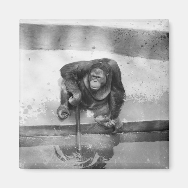 Imã Orangutan (Frente)