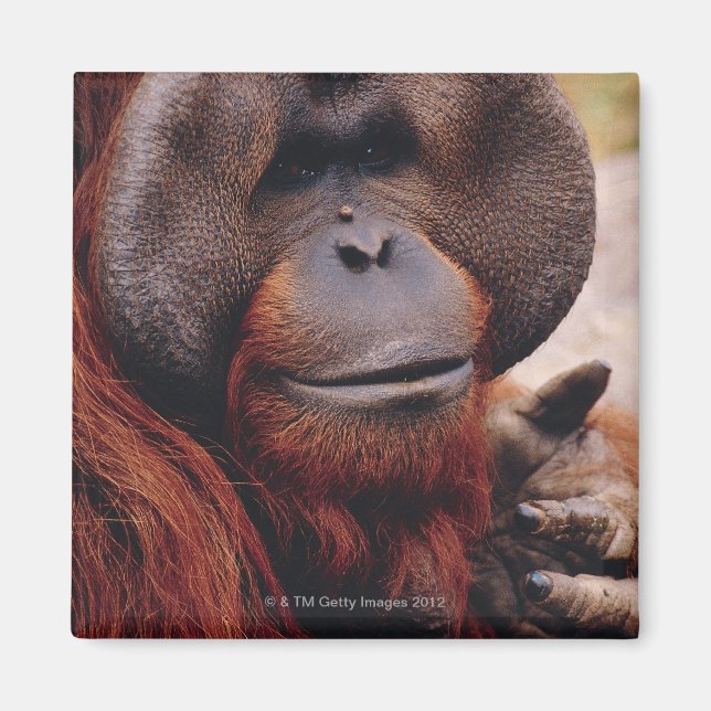 Imã Orangutan (Frente)
