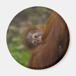 Imã Orangutan Baby Dando Uma Olhada