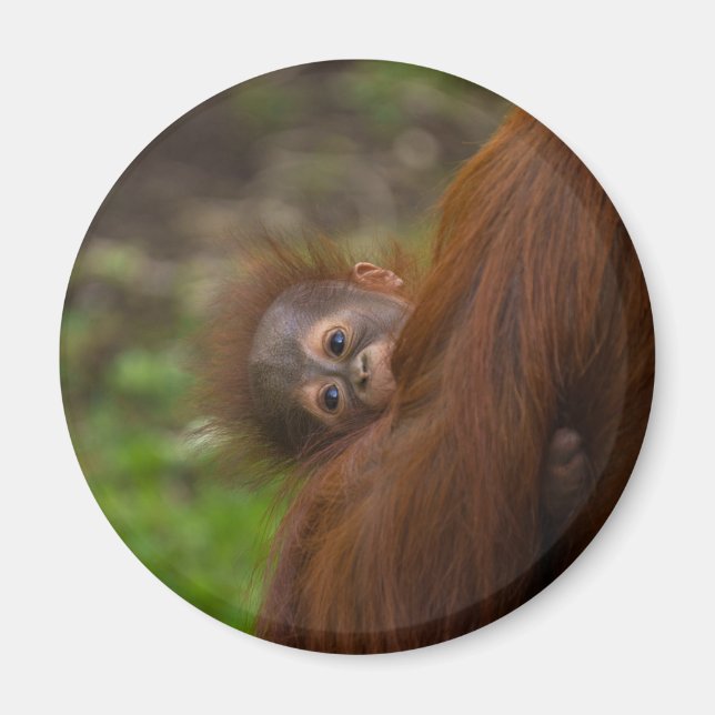 Imã Orangutan Baby Dando Uma Olhada (Frente)