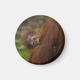 Imã Orangutan Baby Dando Uma Olhada