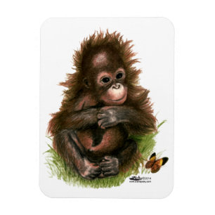 Ímã Orangutan Baby e Butterfly