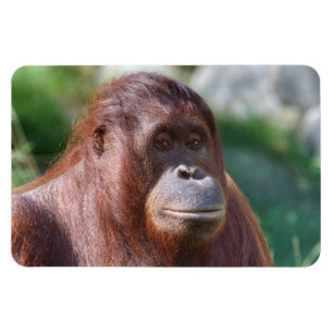 Ímã Orangutan Lady
