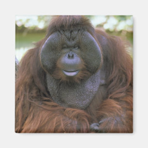 Imã Orangutan Pongo Pygmaeus