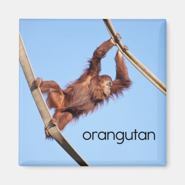 Imã Orangutan Refrigerator Magnet (Frente)