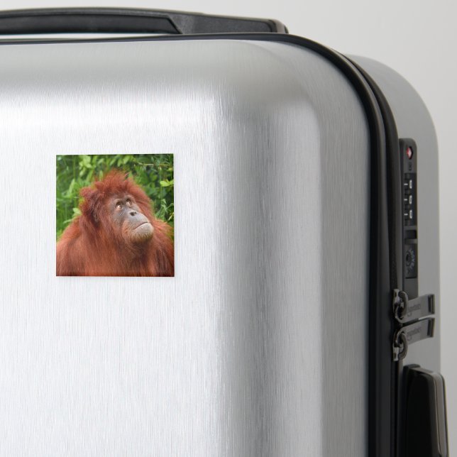 Imã Orangutan's Thoughement Gaze (In Situ (Luggage))