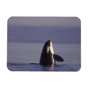 Ímã Orca assassina (Orca orcinus) em spyhopping perto