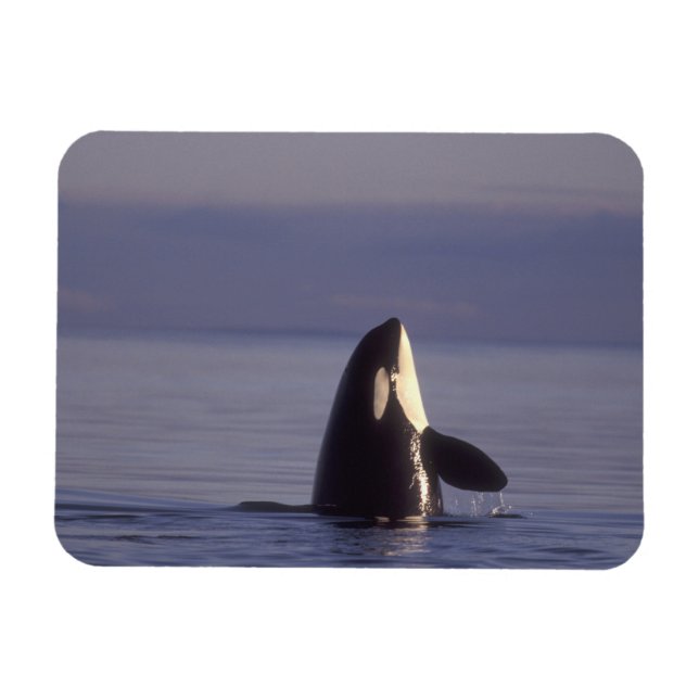 Ímã Orca assassina (Orca orcinus) em spyhopping perto (Horizontal)