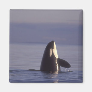 Imã Orca (orca orcinus) espiando perto