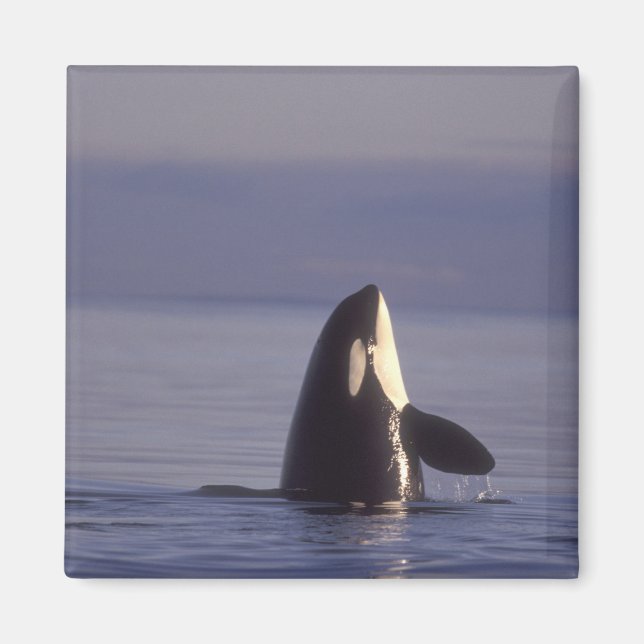Imã Orca (orca orcinus) espiando perto (Frente)