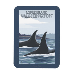 Ímã Orca Whales #1 - Lopez, Washington