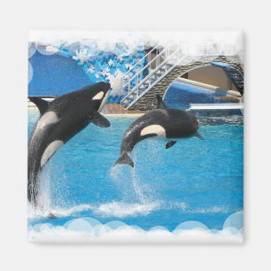 Imã Orca Whales Magnet