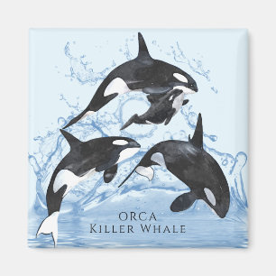 Imã Orcas Incríveis de Preto e Branco