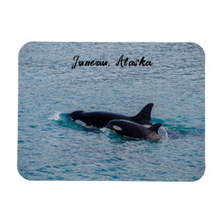 Ímã Orcas - Juneau, Alasca - Viagem Souvenir