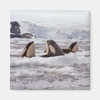 Imã Orcas Spyhopping Magnet