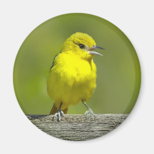 Imã Orchard Oriole - Fotografia original