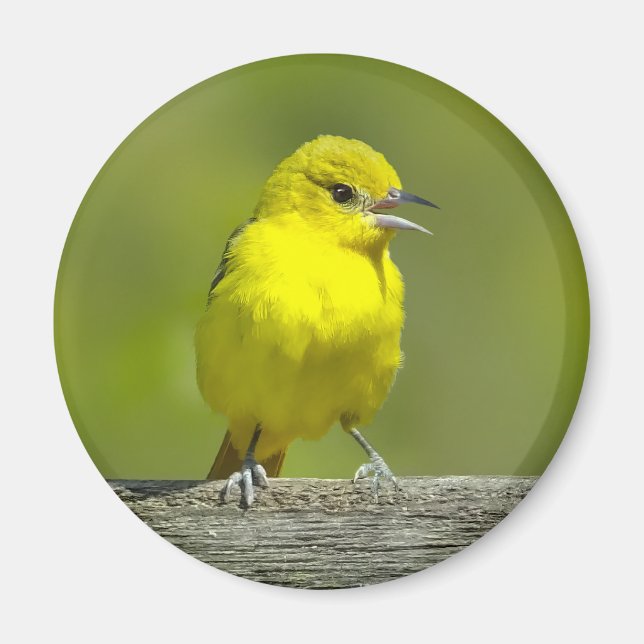 Imã Orchard Oriole - Fotografia original (Frente)