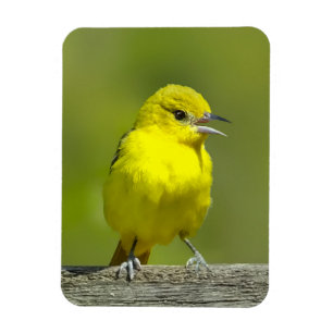 Ímã Orchard Oriole - Fotografia original