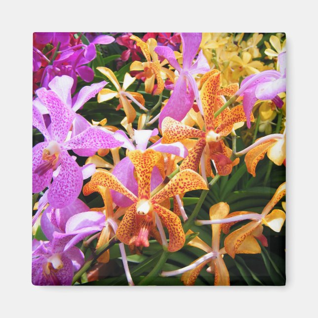 Imã Orchid Party (Frente)