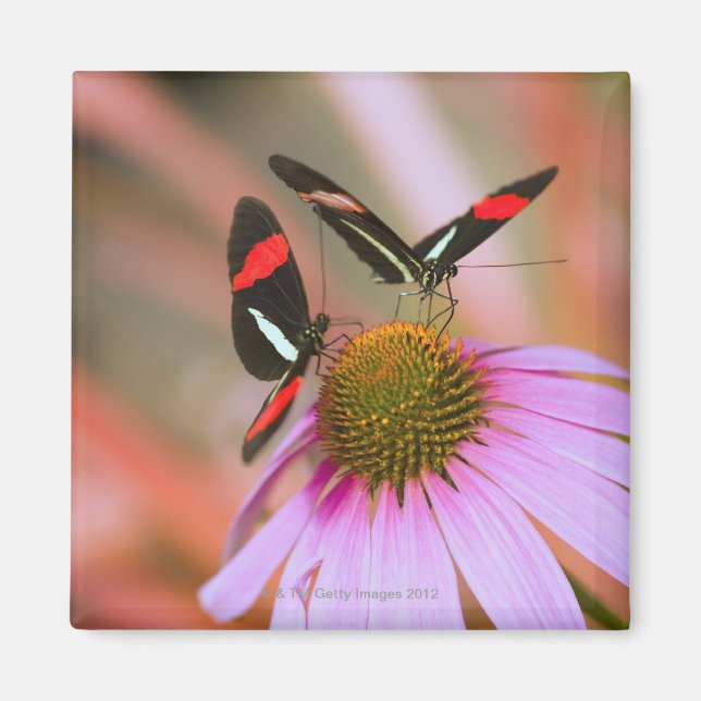 Imã oregon, eua 3 (Frente)