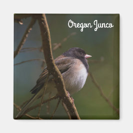 Imã Oregon Junco