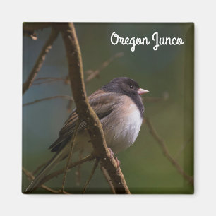 Imã Oregon Junco