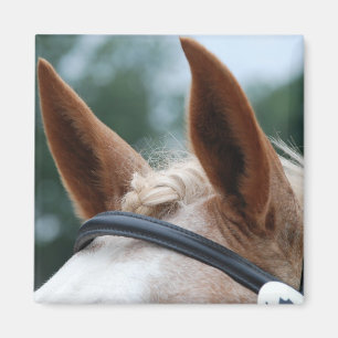 Imã orelhas de cavalo