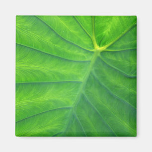 Imã Orelhas de elefante - Colocasia
