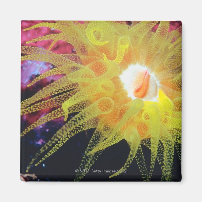 Imã Organismo subaquático (Frente)