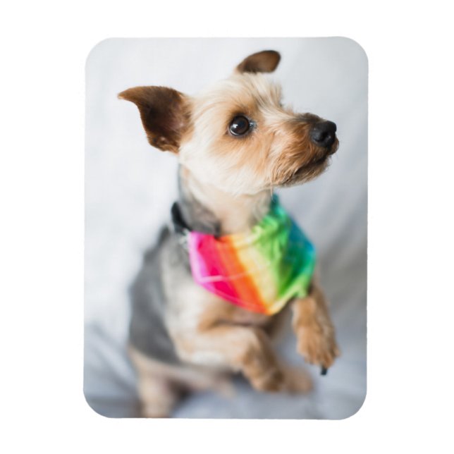 Ímã Orgulho gay Rainbow Dog | Yorkshire Terrier (Vertical)