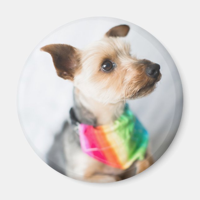 Imã Orgulho gay Rainbow Dog | Yorkshire Terrier (Frente)