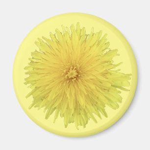 Imã Orgulhosa Flor Dandelion - transparente.