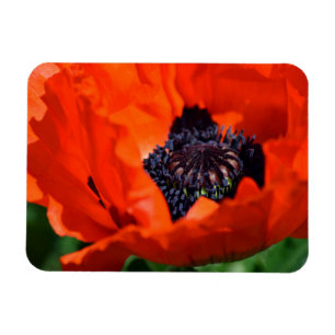 Ímã Oriental Poppy