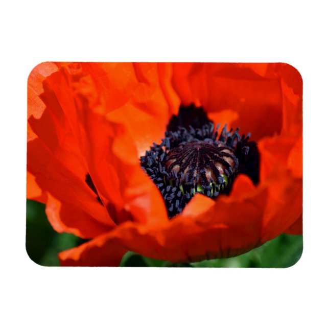 Ímã Oriental Poppy (Horizontal)