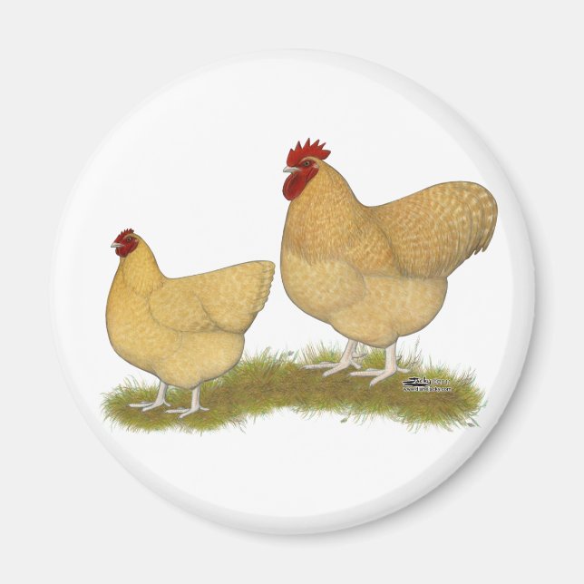 Imã Orpingtons Lemon Cuckoo (Frente)