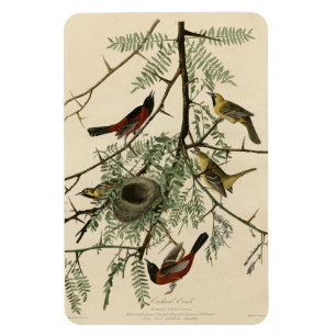 Ímã Orquard Oriole das Aves da América de Audubon