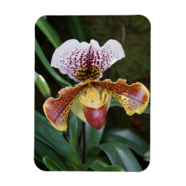 Ímã Orquídea