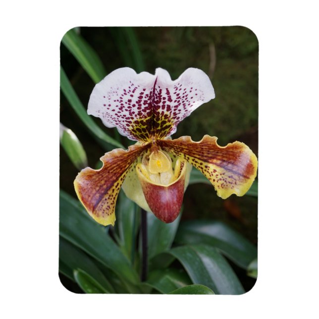 Ímã Orquídea (Vertical)