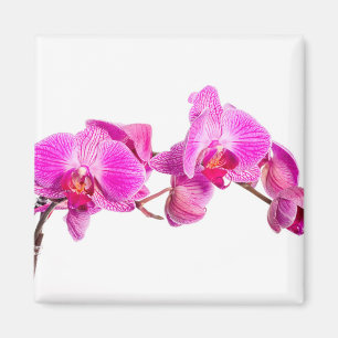 Imã Orquídea