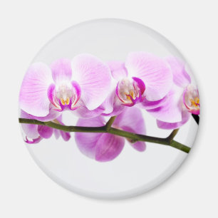Imã orquídea