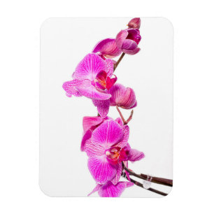 Ímã Orquídea