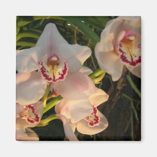 Imã Orquídea