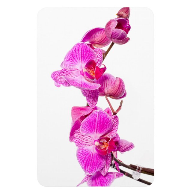 Ímã Orquídea (Vertical)