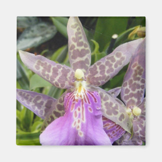 Imã Orquídea