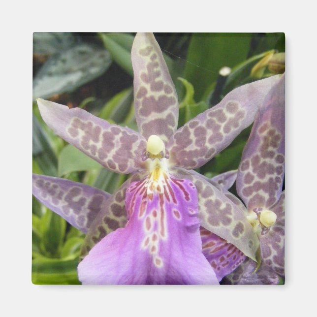 Imã Orquídea (Frente)