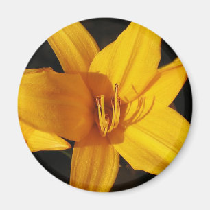 Imã Orquídea amarela