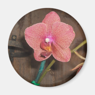 Imã orquídea avistada