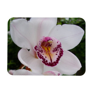 Ímã Orquídea Branca I Linda Flor Tropical
